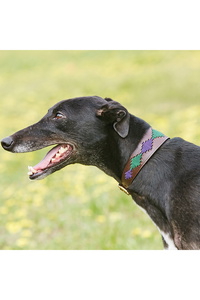 Weatherbeeta Lurcher Polo Leather Dog Collar 10016990 - Teal Purple Beaufort Brown